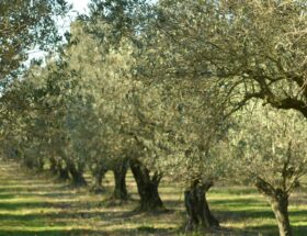 L’art de choisir les olives du sud de la France