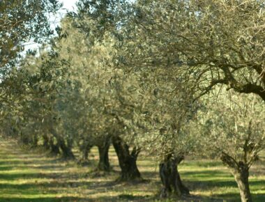 L’art de choisir les olives du sud de la France